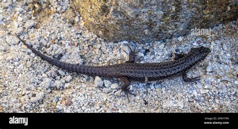 Native Skink Hi Res Stock Photography And Images Alamy