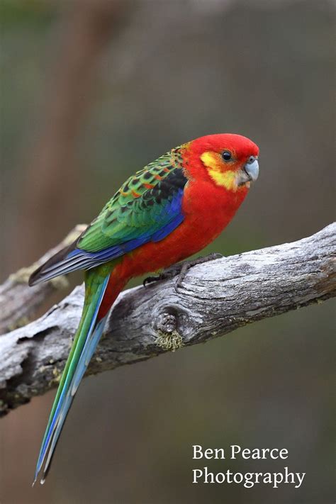 Western Rosella Australian Birds Beautiful Birds Bird