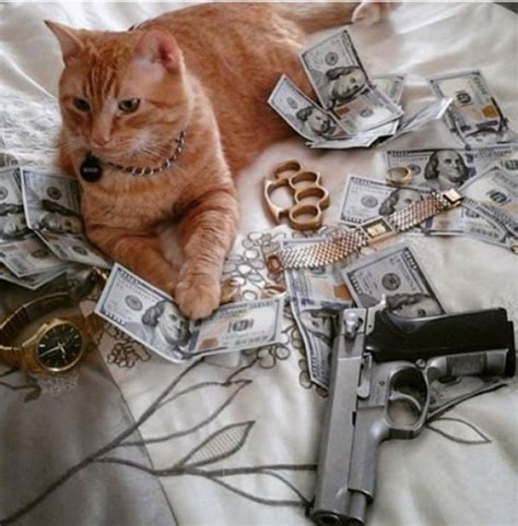 Aesthetic Gangster Cat Pfp Cat  Meme Stickers Redbubble Walter Jast