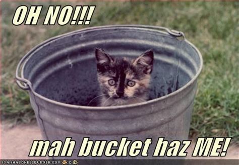 I Haz A Bucket Oh No Mah Bucket Haz Me Lolcats Funny Cats Bucket