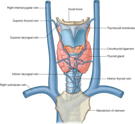 Blood Supply And Venous Drainage Enlarged Thyroid