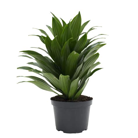 Costa Farms Live Indoor 14in Tall Green Janet Craig Bright Indirect Sunlight Plant In 6in