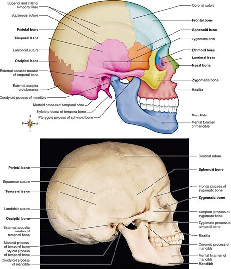 Skeletal System Basicmedical Key