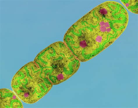 Cyanobacterium Nostoc Sp Photograph By Dennis Kunkel Microscopy