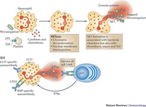 Neutrophil Killing Immunology Pinterest