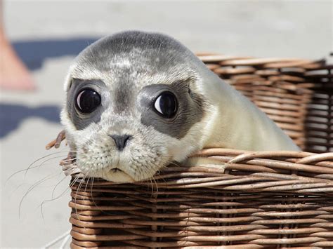More french words for seal. Baby Seal Meme French | Meme Baby