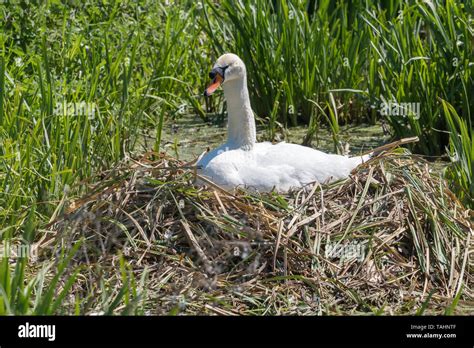 Swan Nest High Resolution Stock Photography And Images Alamy