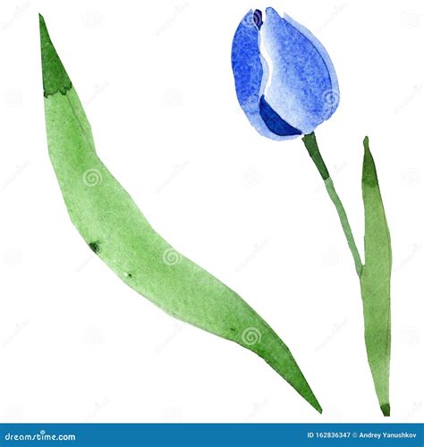 Fleurs Botaniques Florales De Tulipe Bleue Jeu D Illustrations D