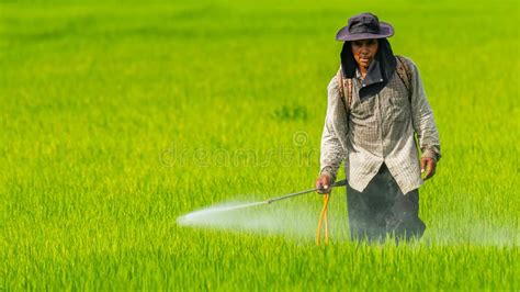 Farmer Spraying Pesticide On Rice Field Without Any Chemical Protective