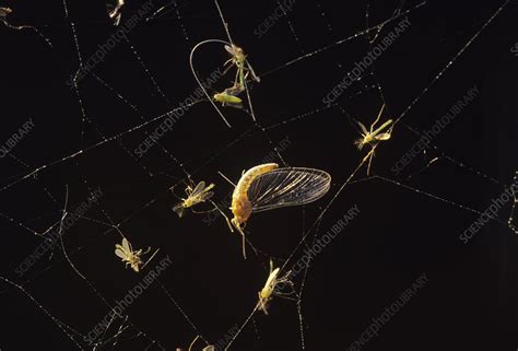 Insects In A Spider Web Stock Image Z4300456 Science Photo Library