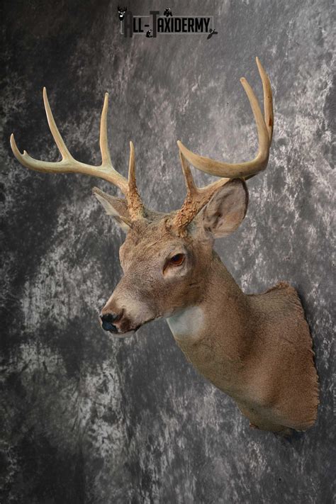 Whitetail Deer Taxidermy Shoulder Mount For Sale Sku 1727 All Taxidermy