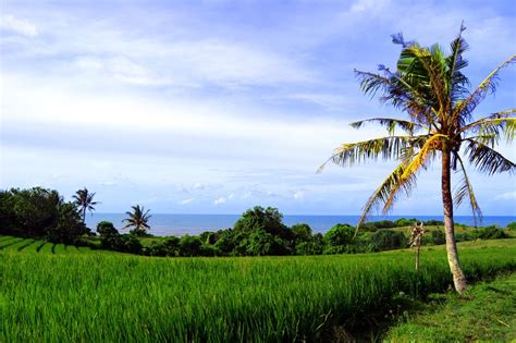 Sahaja Sawah Resort Bali Review Ein Erfahrungsbericht Aus Balis Norden