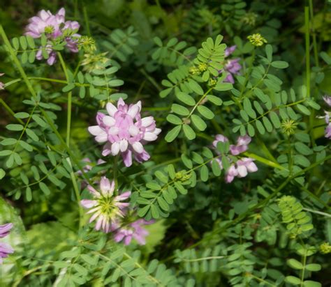 Securigera Varia Crown Vetch