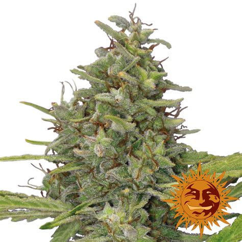 G13 Haze Cannabis Seeds Official Barneys Farm Website