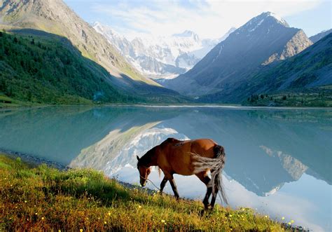 Brown Horse Eating Grass Near Clam Lake Hd Wallpaper Wallpaper Flare