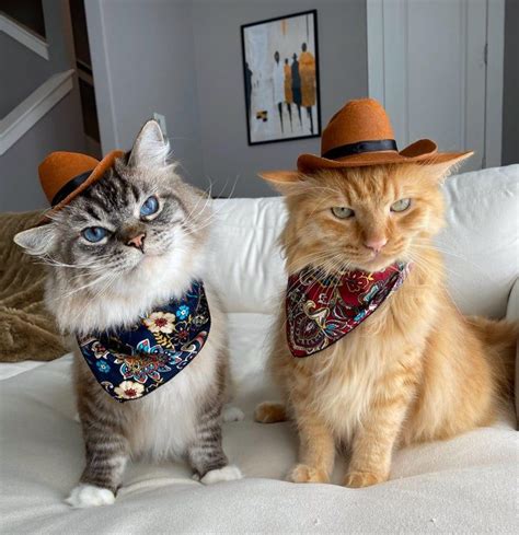 Kitty Cowboys Cats In 2022 Cute Cats Cat Costumes Kitty