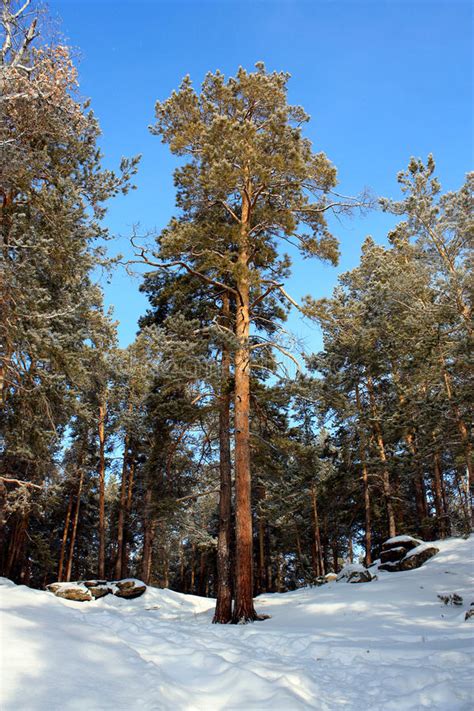 Tall Pine Tree In Winter Forest Stock Image Image Of
