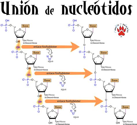 0402 Clasificación De Los ácidos Nucleicos