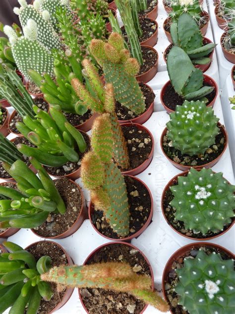 ¿cómo Diferenciar A Un Cactus De Una Planta Suculenta Bordas Garden