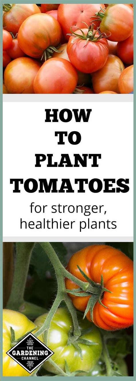 How To Plant Tomatoes For A Stronger Healthier Plant Gardening