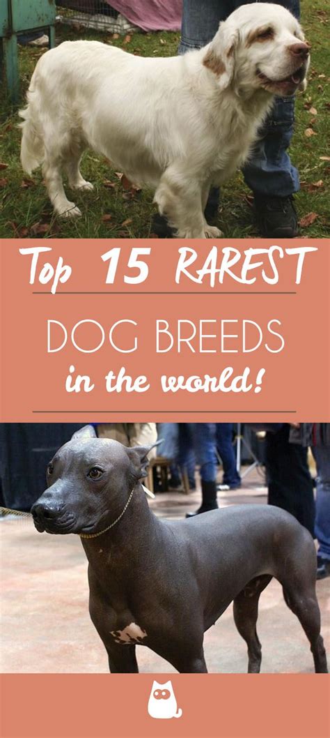 Rare Dog Breeds List Do You Recognize All Of Them 🐶😲 Rare Dog