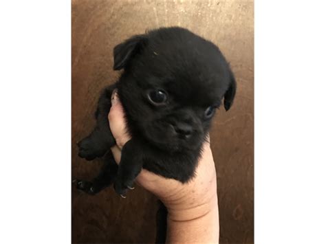 Fugapoo Pugfrenchpoo Pets Apple Valley Ca