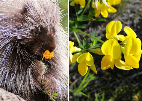 50 Captivating Photos Of Animals Smelling Flowers