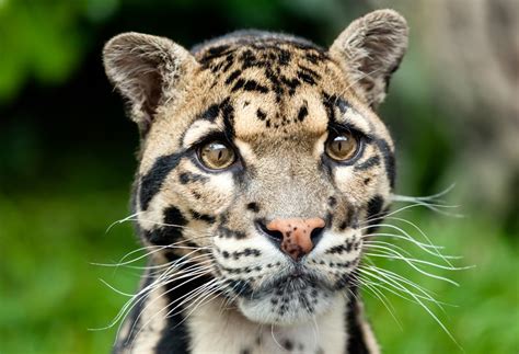 Support research and conservation efforts for clouded leopards and. Clouded Leopard (Neofelis nebulosa) | about animals