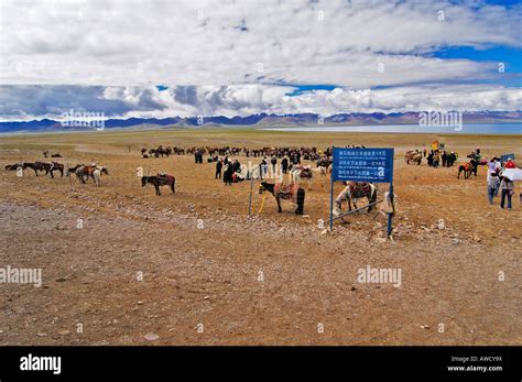 Tibetans With Yaks And Horses Waitingfor Tourists At The Namtsho Lake