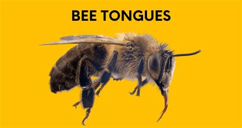 A Fascinating Look At The Bee Tongue Honeybee Hobbyist