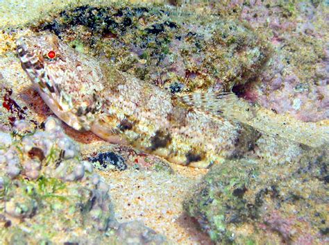 Hawaiian Lizardfish Synodus Ulae Maui Hawaii Photo 1 Tropical