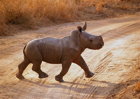 A Baby Rhino Trots Proudly Behind His Much Larger And Very Protective