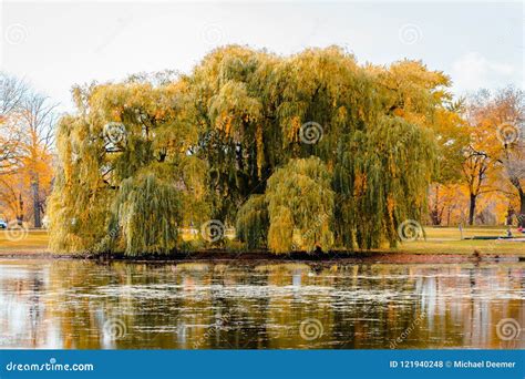 Weeping Willow Tree Stock Photography 15546194