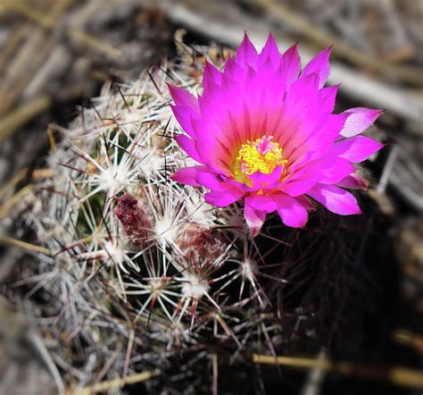 Small Round Cactus With Pink Flowers A Round Cactus With Spiky Pink