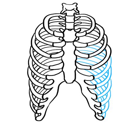 Ribcage drawing resources are for free download on berserk on. Rib Cage Drawing : Human Ribs Drawing at GetDrawings ...