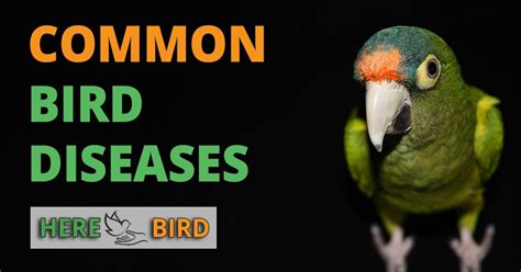 5 Common Parrot Diseases Explained Symptoms And Treatments