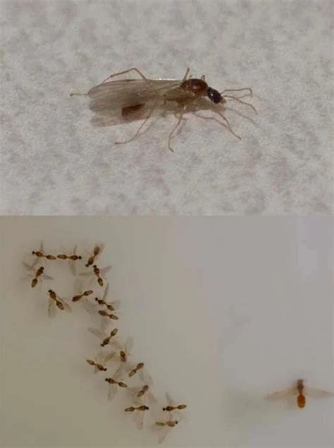 Tiny Flying Bugs In Bedroom At Night