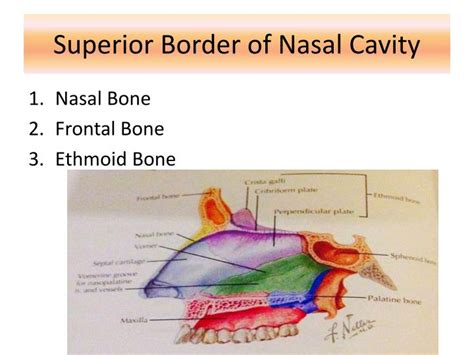 Bones Surrounding The Nasal Cavity Aandp Chapter 7 The Skull At