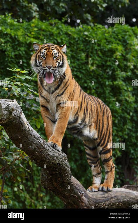 Sumatran Tiger Standing On Branch Panthera Tigris Sumatrae Stock