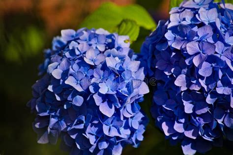Blue Hydrangeas In The Backyard Garden Stock Photo Image Of Violet