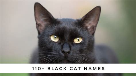 210 Black Cat Names And Meanings