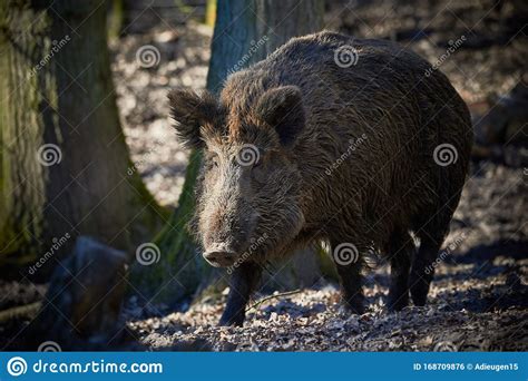 Central Europe Wild Boar In The Forest Sus Scrofa Stock Photo Image