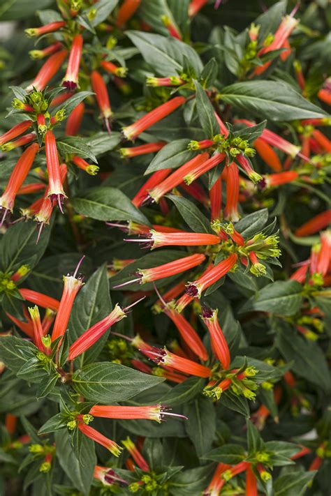 Vermillionaire Large Firecracker Plant Cuphea Hybrid Proven Winners