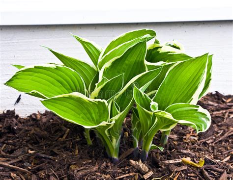 Growing Hosta Stock Image Image Of Outside Plants Green 13620115