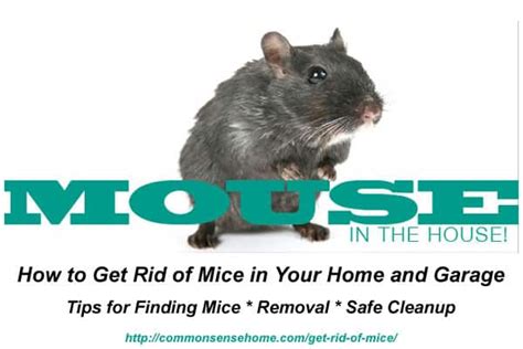 There is nothing worse than having cockroaches take over your garage. How to Get Rid of Mice In Your Home and Garage