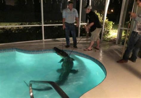 An Alligator Seen Inside A Swimming Pool In Florida Virily