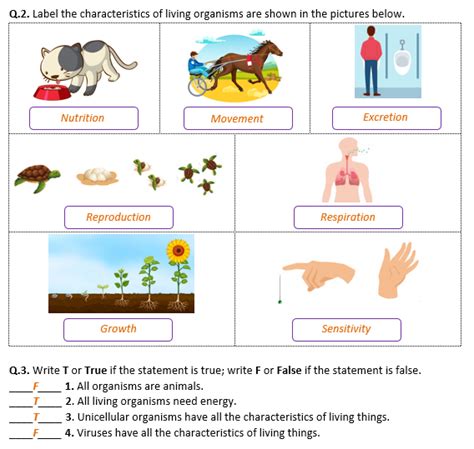 Characteristics Of Living Things Worksheet Distance Learning