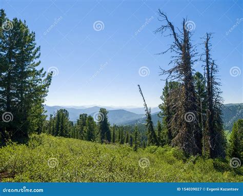 Forest Landscape Siberian Cedars On The Background Of Mountains In