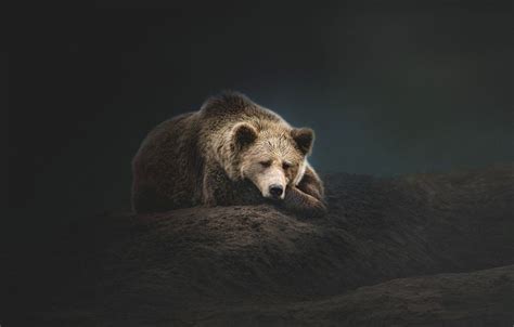 Dark Bear Wallpapers Top Free Dark Bear Backgrounds Wallpaperaccess