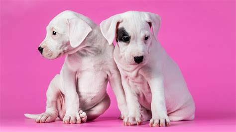 Pixlith Pink Wallpaper Dog